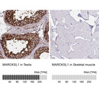 Anti-MARCKSL1 Antibody