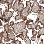 Anti-JAG2 Antibody