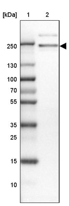 Lane 1: Marker [kDa] 250, 130, 100, 70, 55, 35, 25, 15, 10_br/_Lane 2: Human cell line U-2 OS