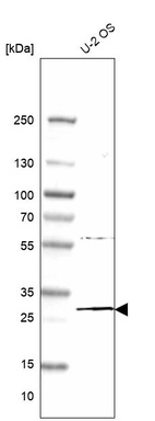 Anti-MED6 Antibody