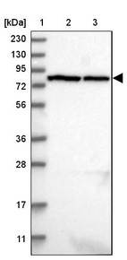 Anti-LRRIQ3 Antibody