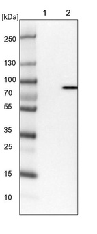 Anti-LRRIQ3 Antibody