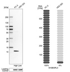 Western blot analysis in human cell lines PC-3 and HEK293 using Anti-SH3BGRL3 antibody. Corresponding SH3BGRL3 RNA-seq data are presented for the same cell lines. Loading control: Anti-PPIB.