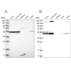 Anti-BYSL Antibody