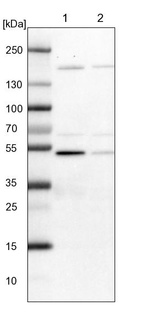 Anti-BYSL Antibody