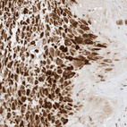 Anti-CPAMD8 Antibody