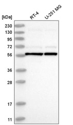 Anti-UBXN11 Antibody