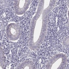 Anti-UBL4B Antibody