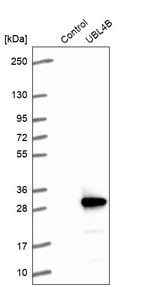 Anti-UBL4B Antibody