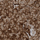 Anti-RMND1 Antibody