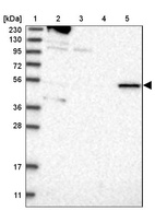 Anti-RMND1 Antibody