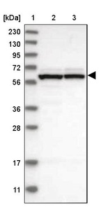 Anti-GTPBP2 Antibody