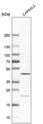 Anti-BROX Antibody