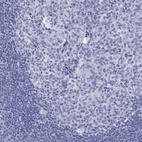 Anti-DNALI1 Antibody