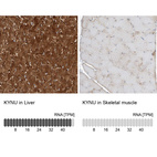 Anti-KYNU Antibody