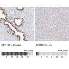 Anti-GPR107 Antibody