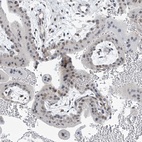 Anti-TAF8 Antibody