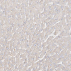 Anti-UPK1B Antibody