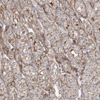 Anti-PARVG Antibody