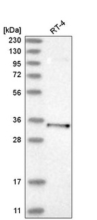 Anti-PARVG Antibody