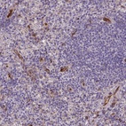 Anti-KAZN Antibody