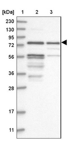 Anti-KAZN Antibody