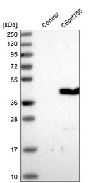 Anti-C6orf106 Antibody