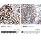 Anti-SAMM50 Antibody