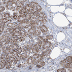 Anti-SAMM50 Antibody