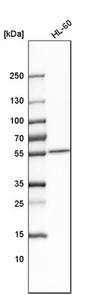 Anti-SAMM50 Antibody