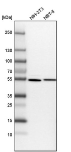 Anti-SAMM50 Antibody