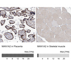 Anti-MAN1A2 Antibody