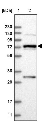 Anti-MAN1A2 Antibody