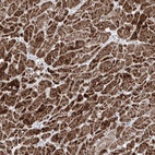 Anti-NDUFB3 Antibody