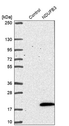 Anti-NDUFB3 Antibody