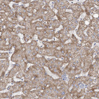 Anti-RMDN2 Antibody