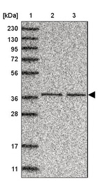 Anti-C3orf38 Antibody