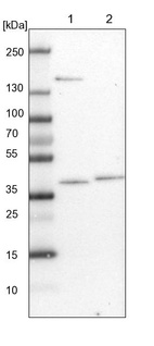 Lane 1: NIH-3T3 cell lysate (Mouse embryonic fibroblast cells)_br/_Lane 2: NBT-II cell lysate (Rat Wistar bladder tumour cells)