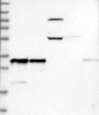 Anti-RNASEH1 Antibody