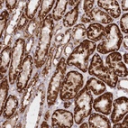 Anti-ASNSD1 Antibody