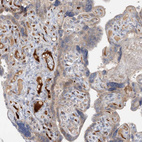 Immunohistochemical staining of human placenta shows strong positivity in plasma.