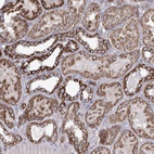 Anti-RANBP3L Antibody