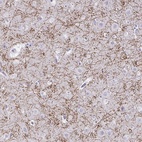 Anti-CREG2 Antibody