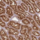 Immunohistochemical staining of human kidney shows strong cytoplasmic and membranous positivity in cells in tubules.