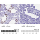 Anti-HMGB4 Antibody