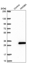 Anti-HMGB4 Antibody