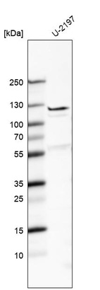 Anti-FBLN7 Antibody