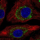 Anti-ZBTB3 Antibody