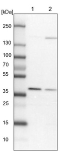 Anti-WDR92 Antibody