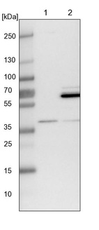 Anti-WDR92 Antibody